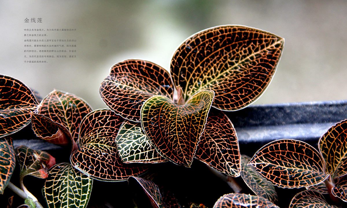 臺州市華源蘭草生物科技有限公司